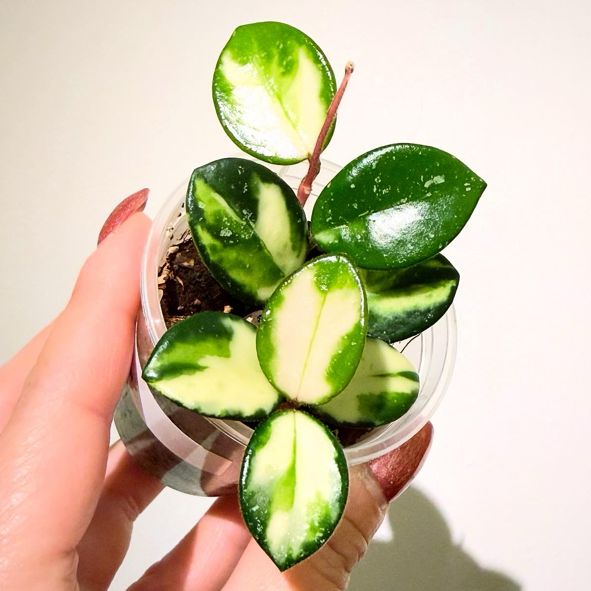 Photo of the plant species Hoya ‘Mathilde’ Inner Variegated by @itsfabiii named Hoya Mathilde Var on Greg, the plant care app