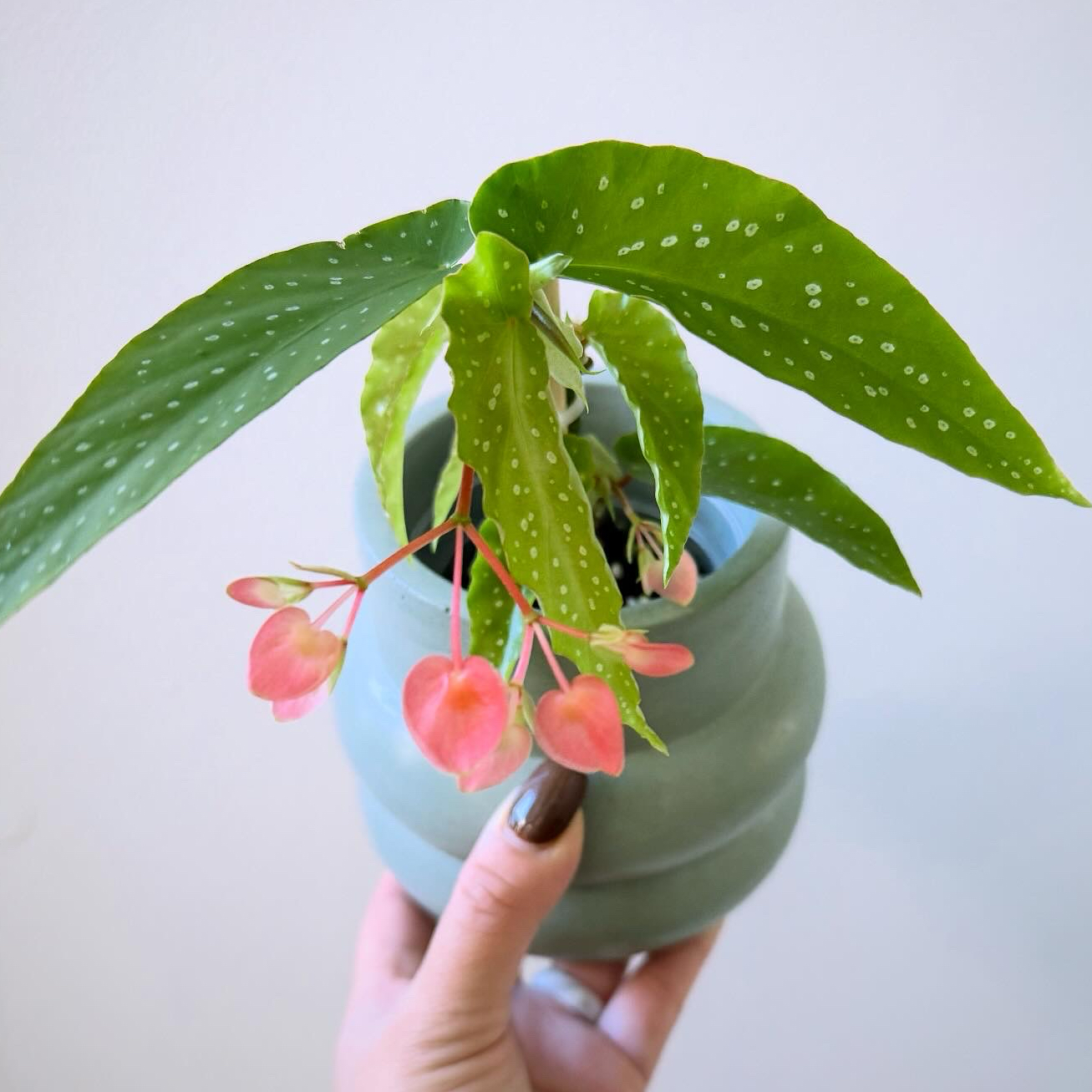 Photo of the plant species Begonia Bamboo by @itsfabiii named Begonia Tamaya on Greg, the plant care app