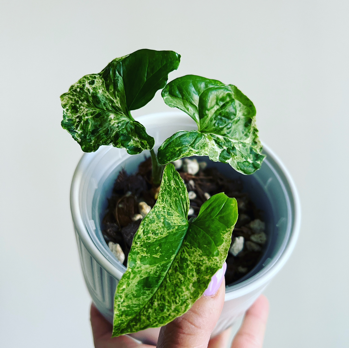 Syngonium podophyllum 'Mojito' plant in a white pot with variegated green and cream leaves.