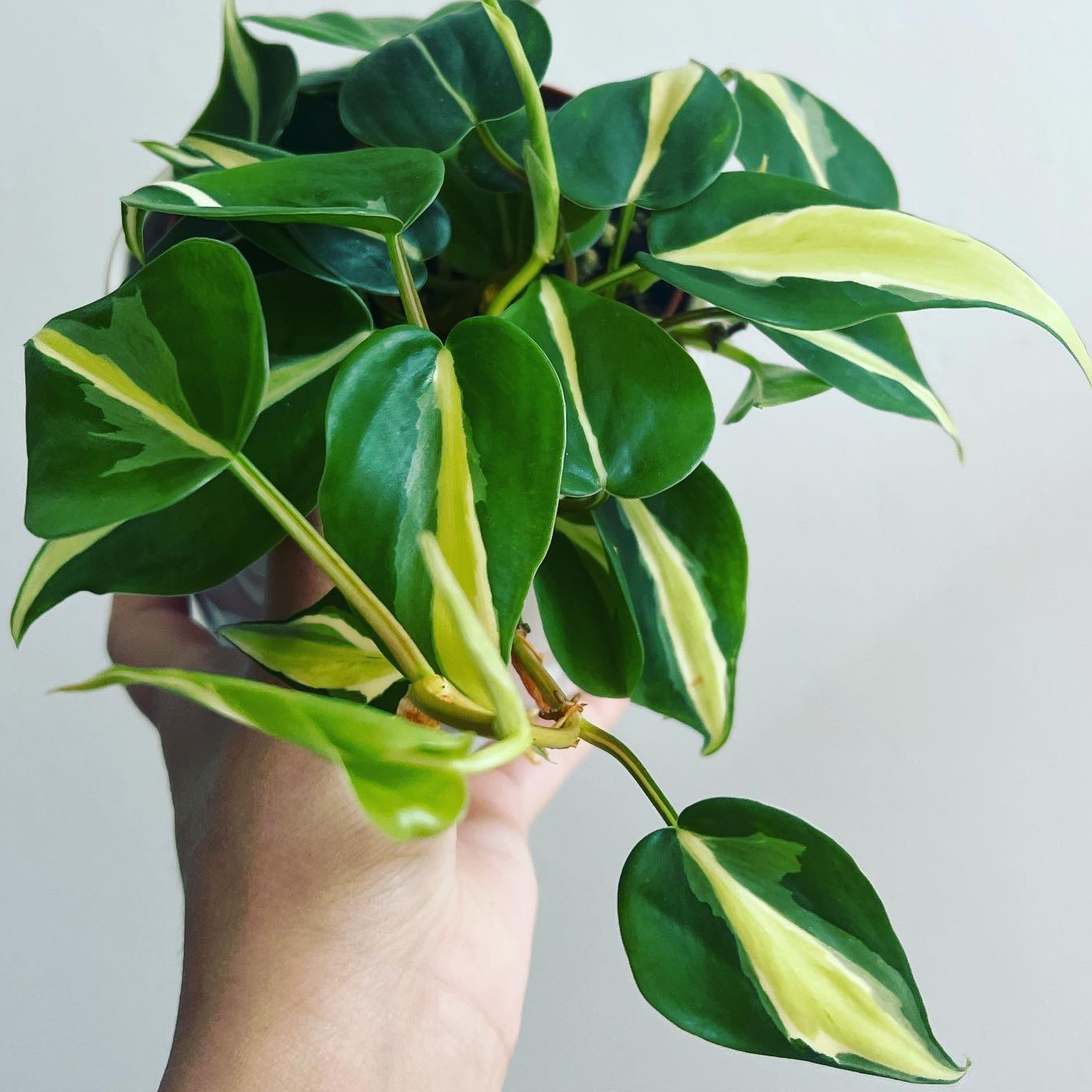 Philodendron 'Cream Splash' with variegated leaves held by a hand.