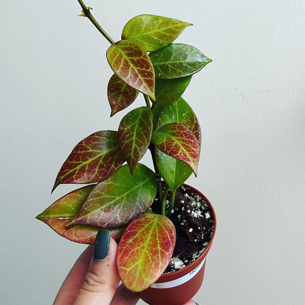 Hoya 'Sunrise' plant with variegated leaves in a small pot, held by a hand.