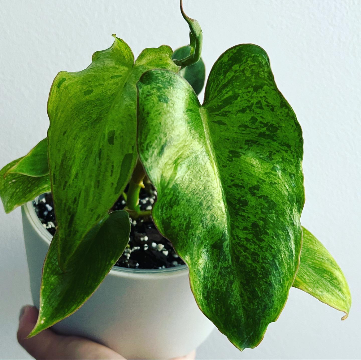 Paraiso Verde Philodendron plant in a white pot with mostly healthy leaves.