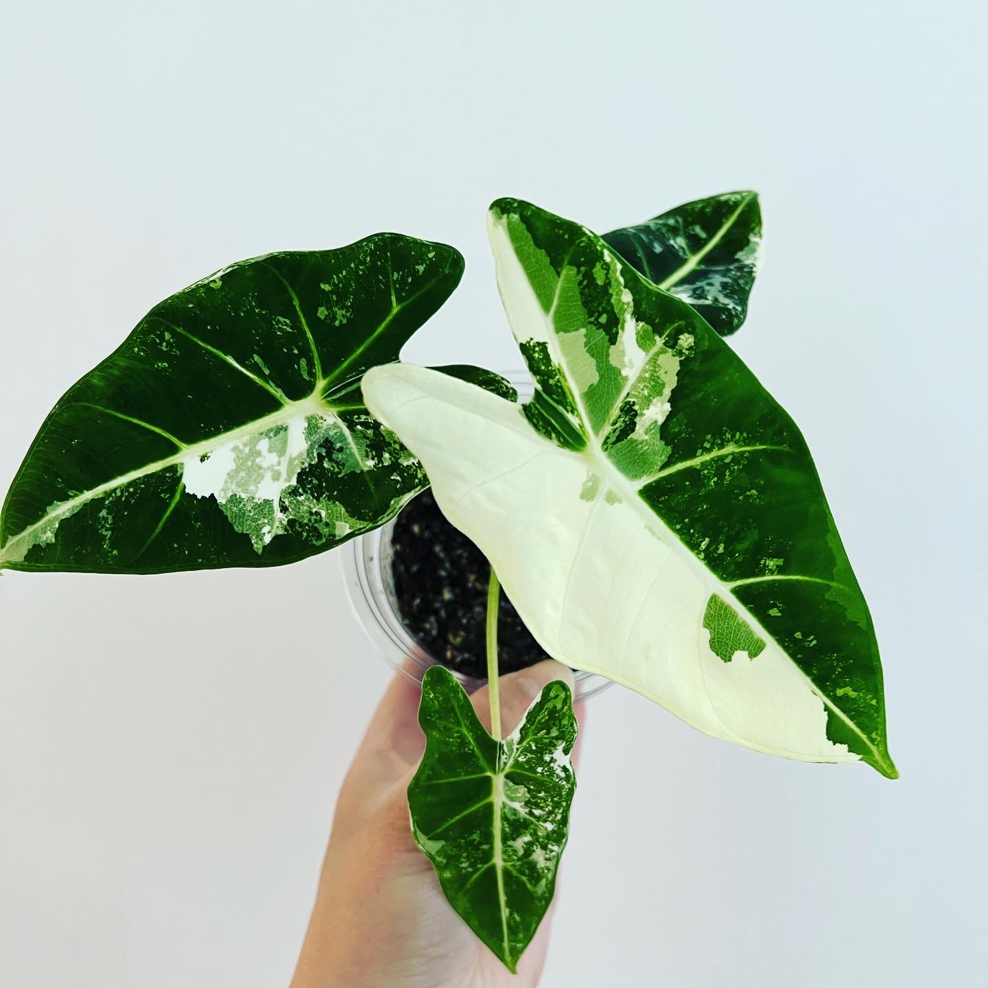 Variegated Alocasia frydek with distinct variegation, healthy leaves, and visible soil.