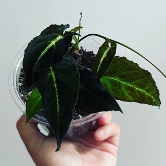 Syngonium Rayii plant in Charlotte, North Carolina