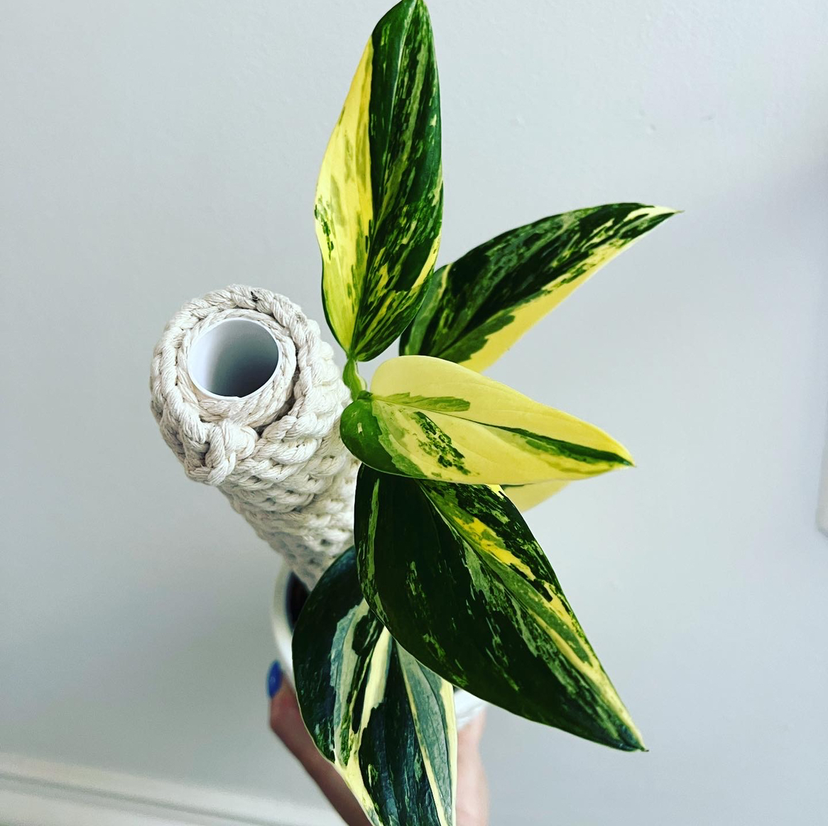 Monstera Cobra plant with variegated green and yellow leaves, held by a hand.