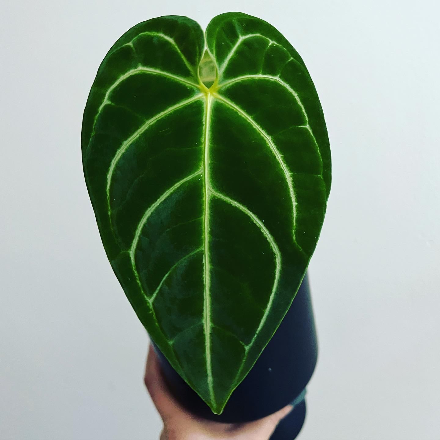 Anthurium regale plant with a healthy green leaf and distinct white veins.