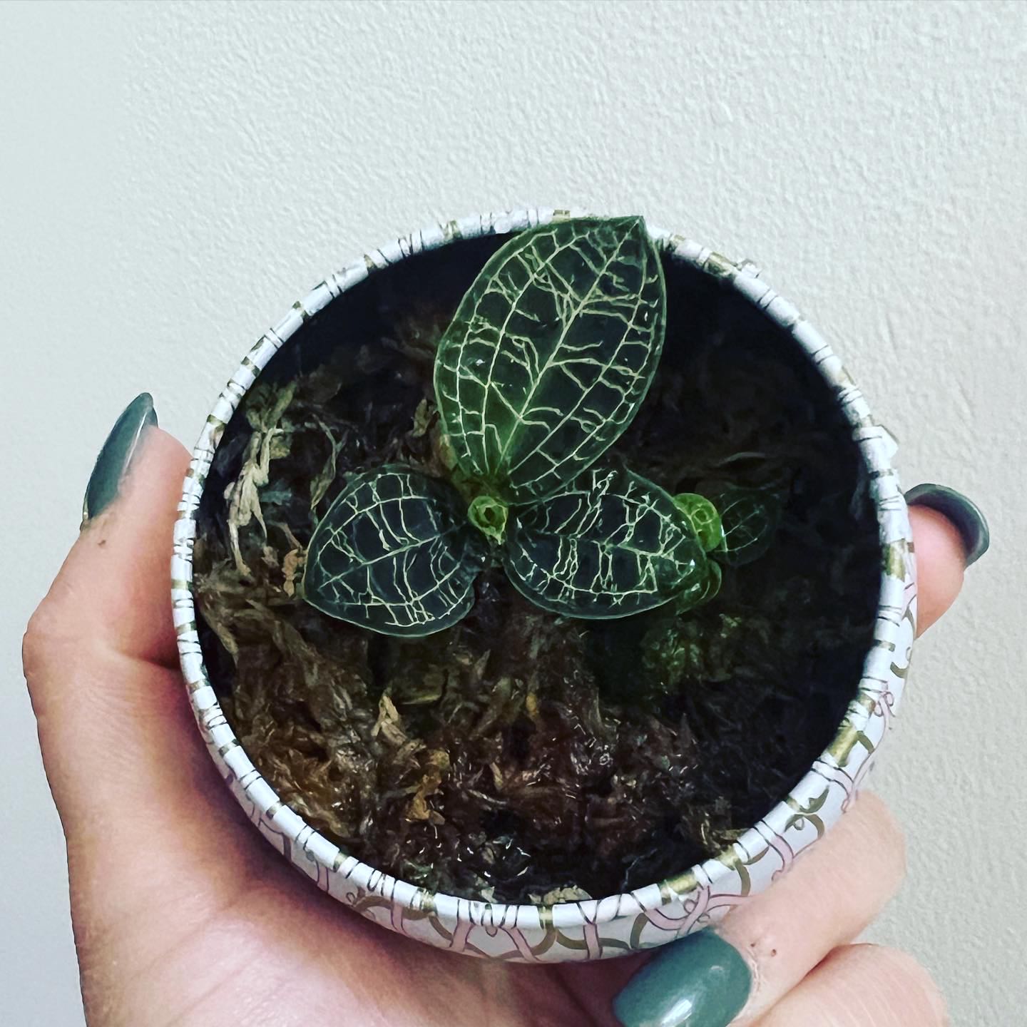 Lightning Bolt Jewel Orchid in a small pot held by a hand, showing healthy leaves.