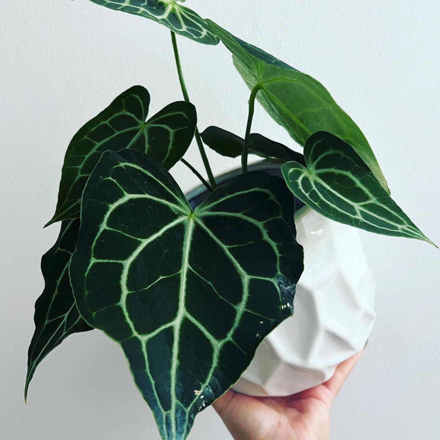 Velvet Cardboard Anthurium with dark green leaves and white veins in a white pot, held by a hand.