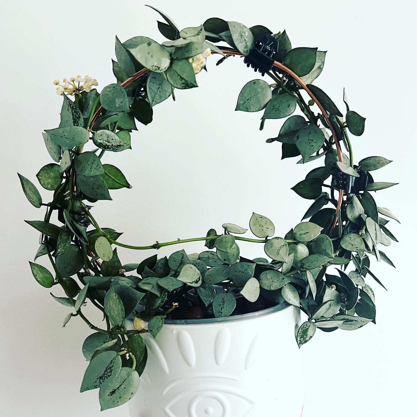Hoya khroniana Silver Splash plant in a white pot with a circular trellis.