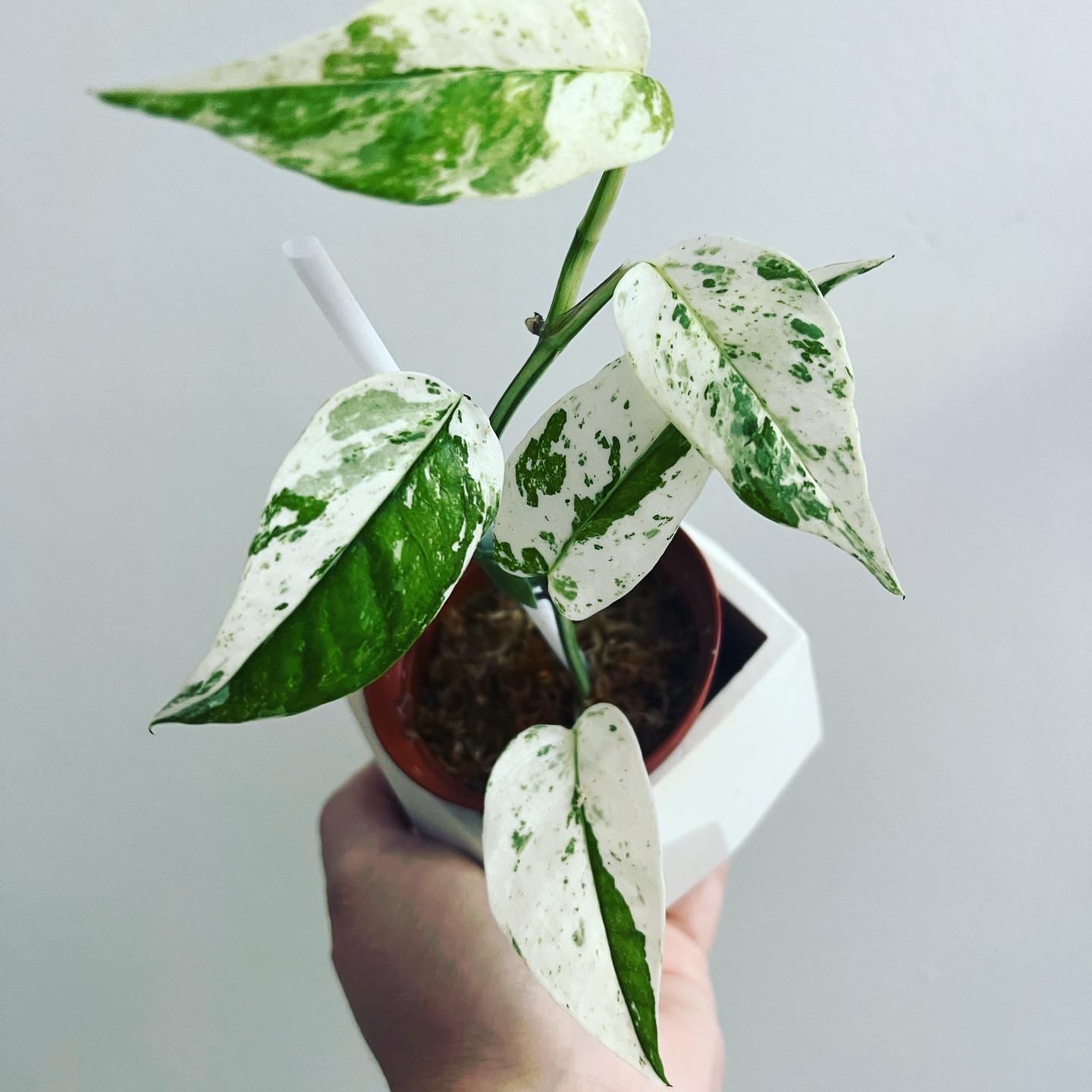 Variegated Albo Epipremnum Pinnatum plant with white and green leaves held in a hand.