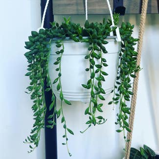 String of Tears plant in Charlotte, North Carolina