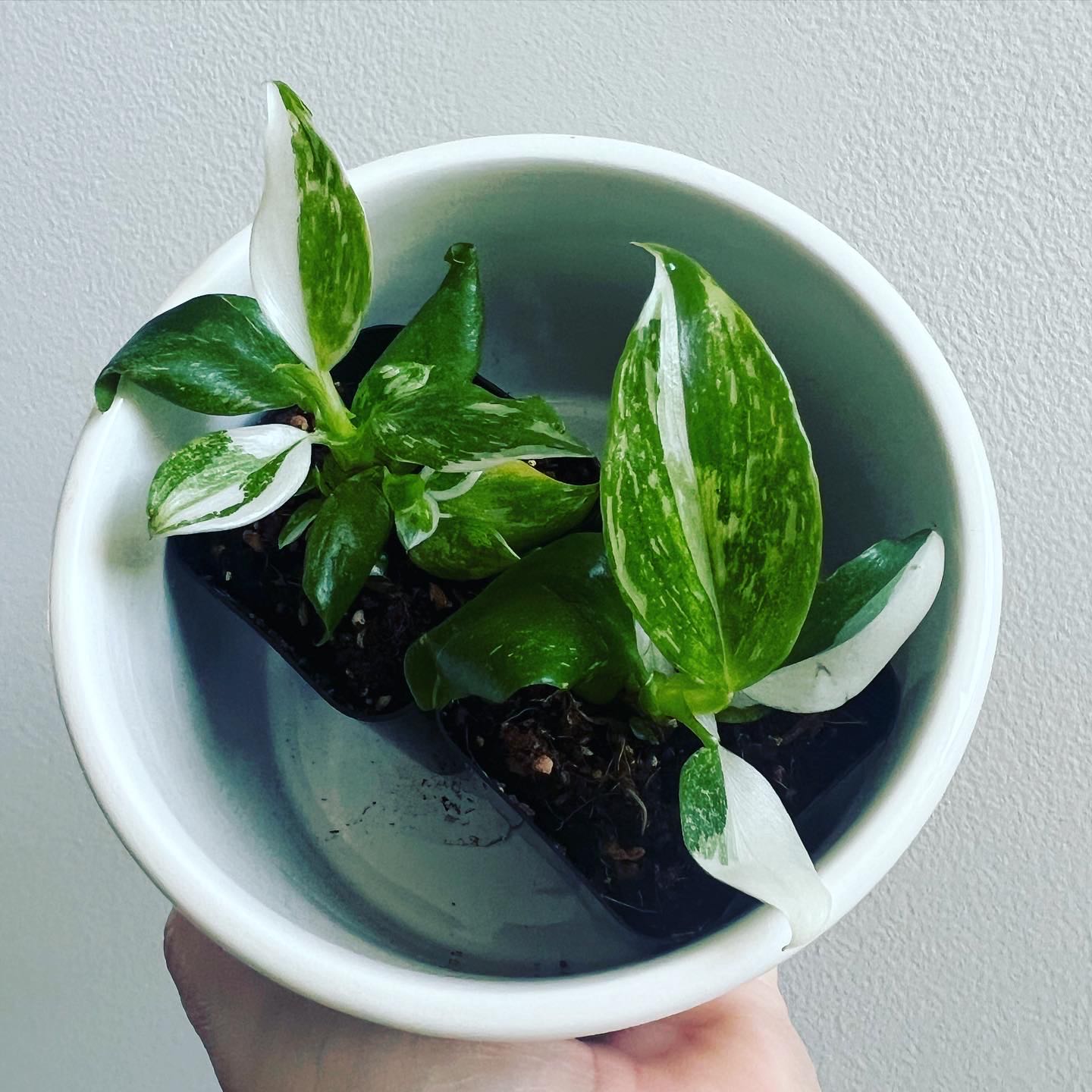 Philodendron 'White Wizard' plant in a white pot with variegated leaves.