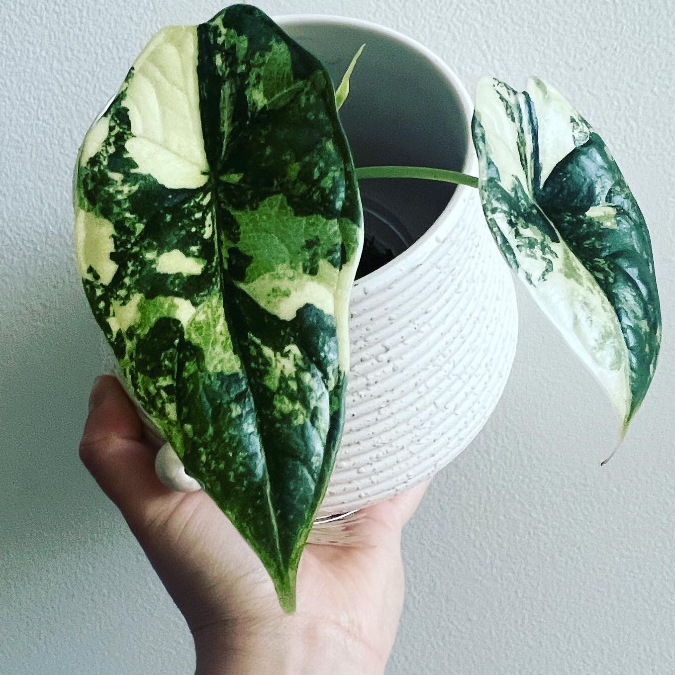 Alocasia Dragon Scale Var | A plant by @itsfabiii on Greg