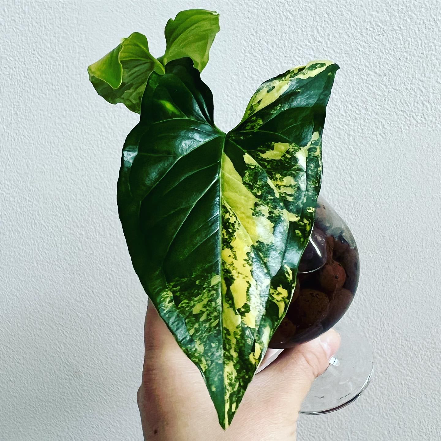 Syngonium aurea plant with variegated leaves held by a hand.