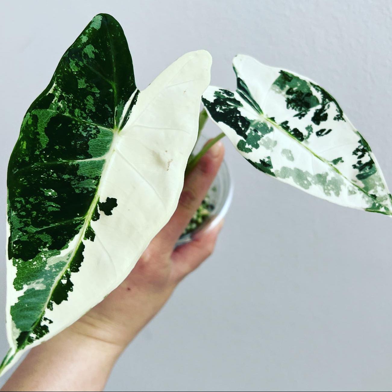 Variegated Alocasia frydek with green and white leaves, held by a hand.