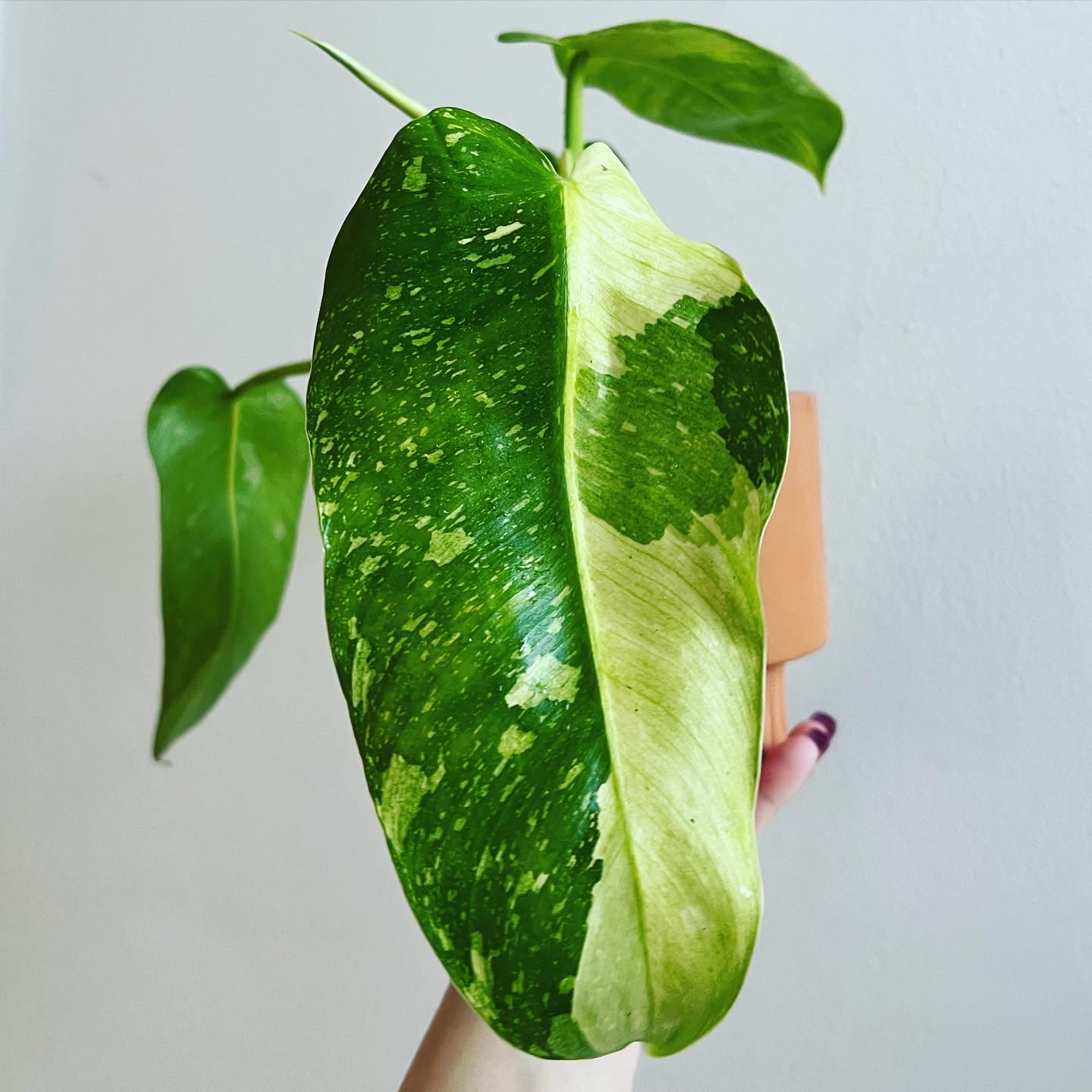 Philodendron 'Jose Buono' with variegated leaf held by a hand.