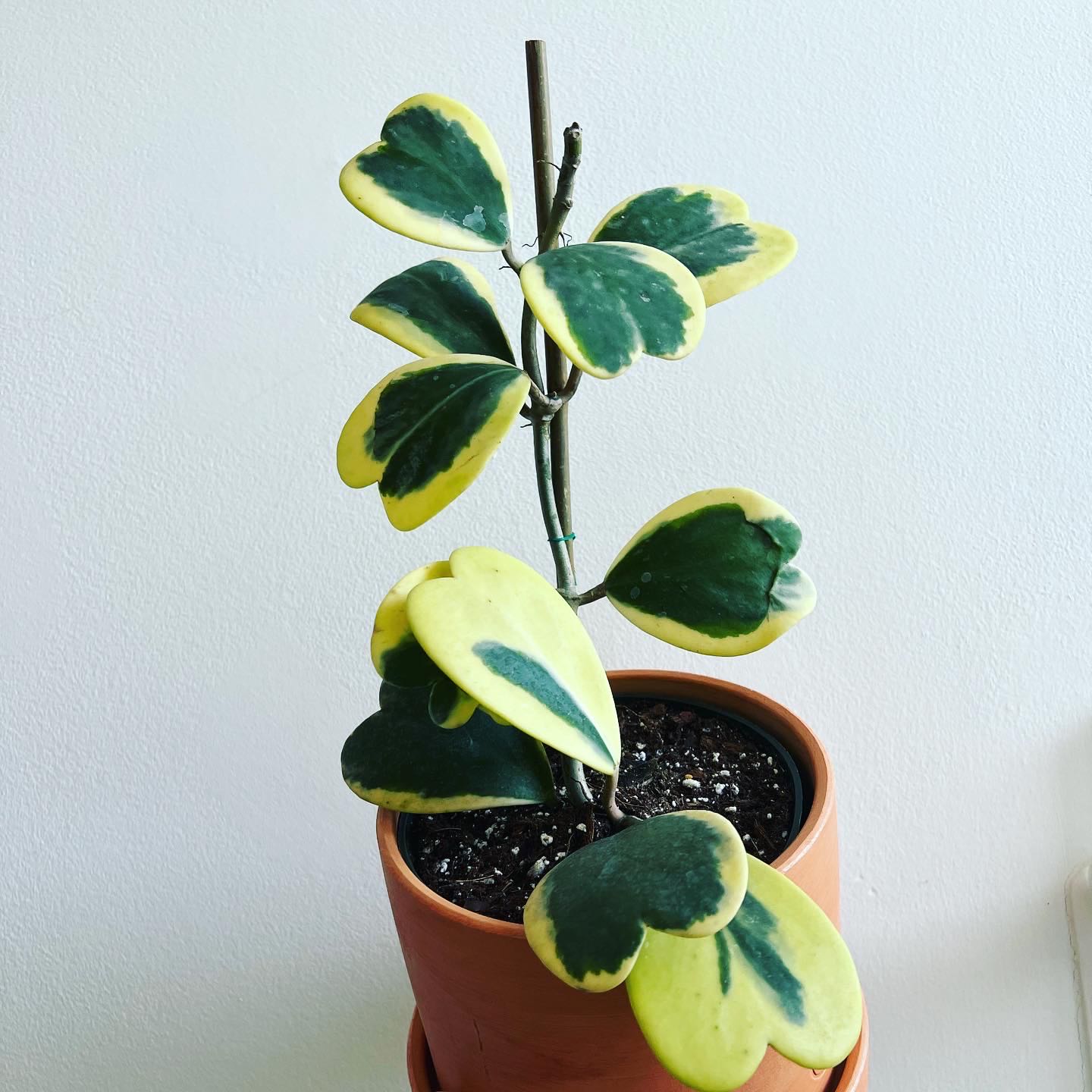 Variegated Heart Leaf Hoya plant in a terracotta pot with heart-shaped leaves.