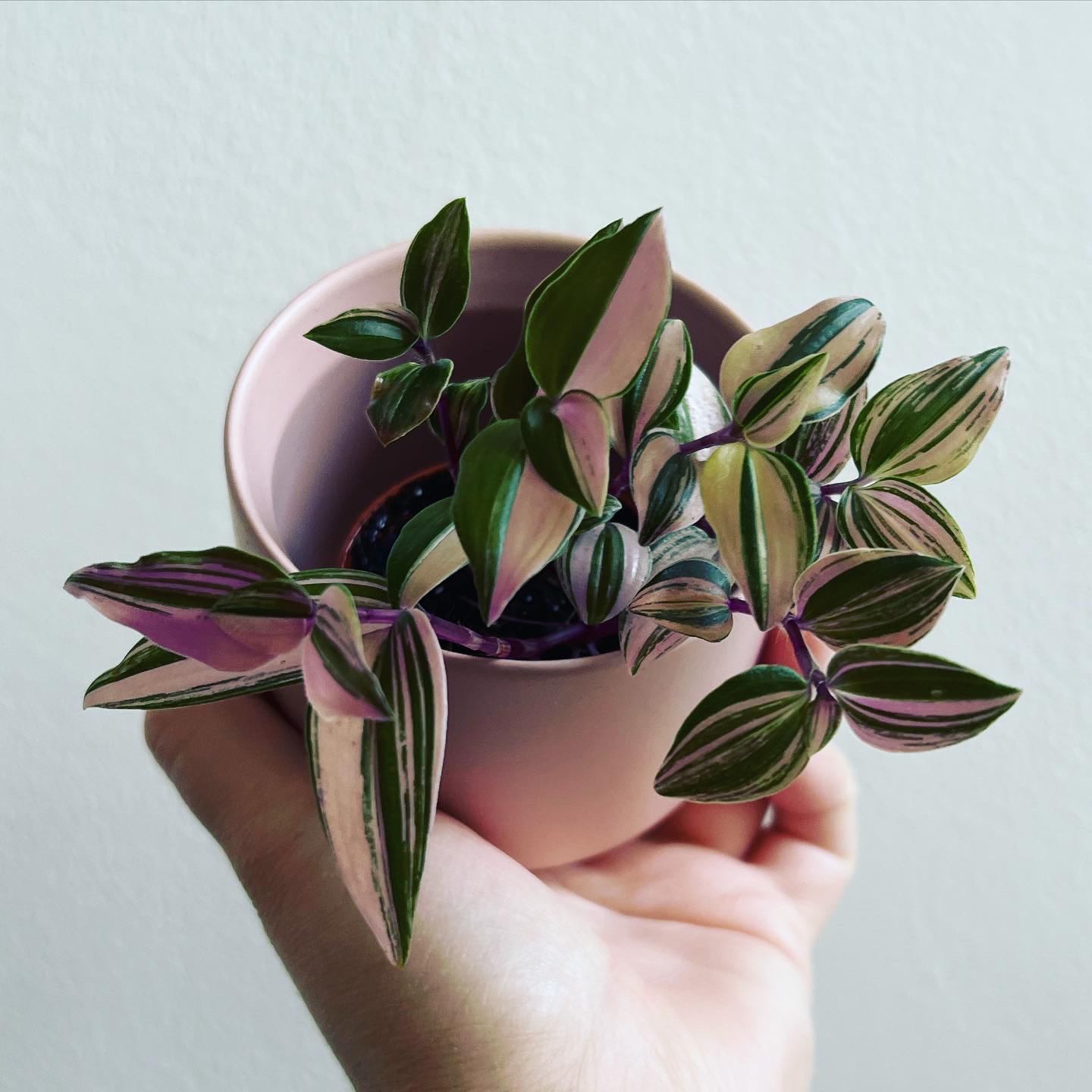Tradescantia Quadricolor plant in a pink pot, held by a hand.
