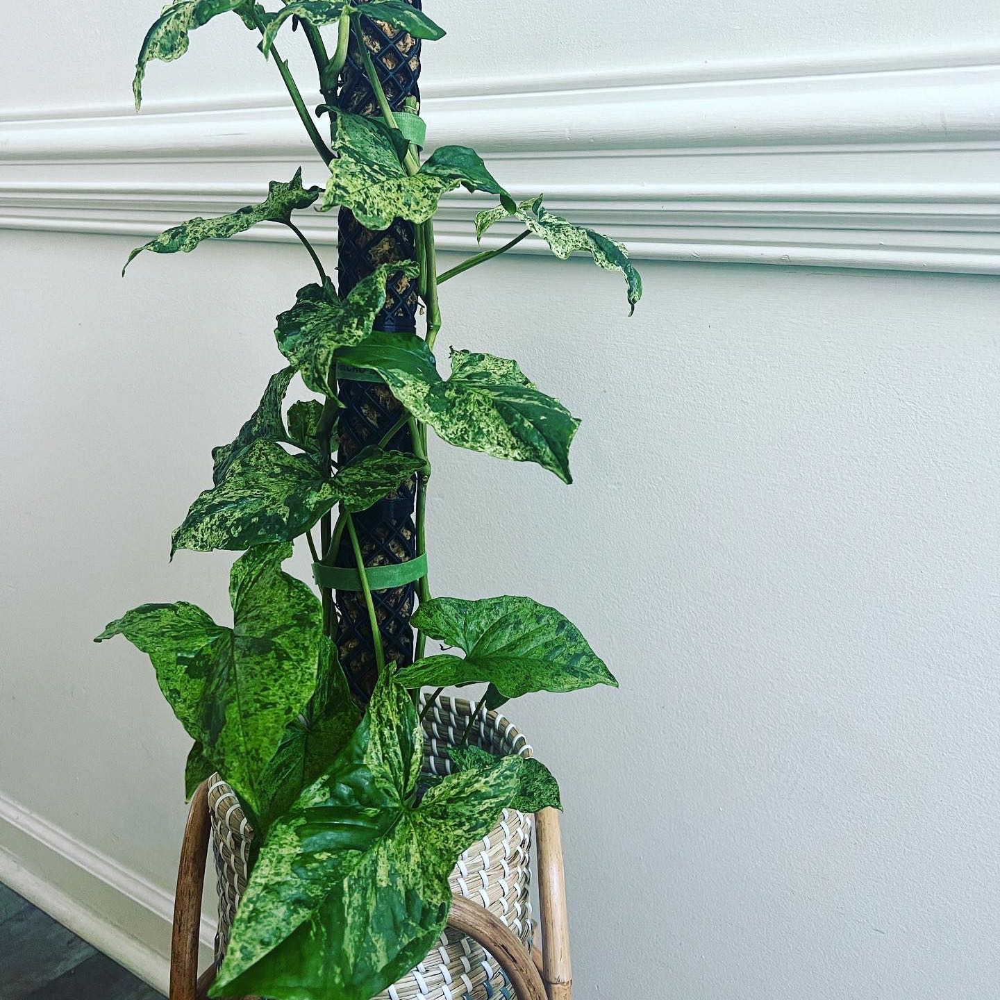 Syngonium podophyllum 'Mojito' plant with variegated green leaves in a basket.