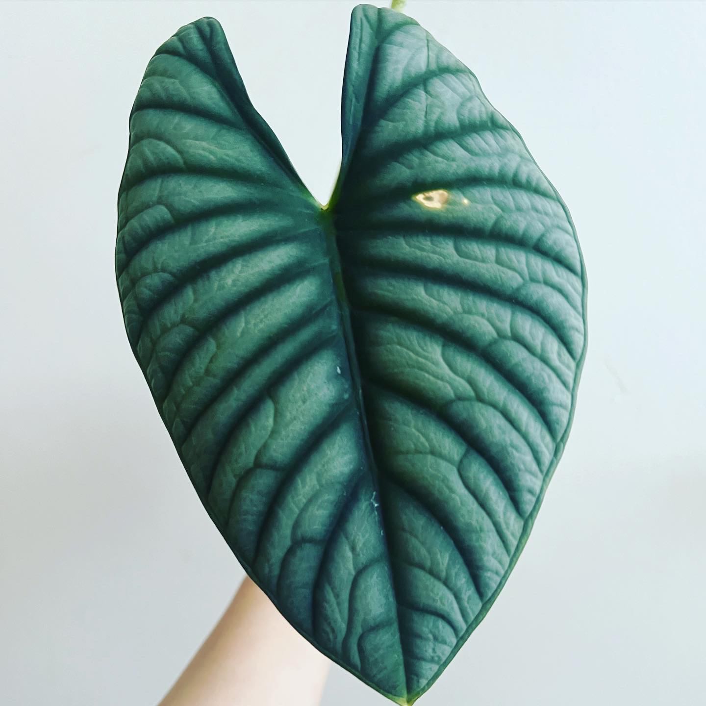 Close-up of an Alocasia nebula 'Imperialis' leaf with prominent veining and a small yellow spot.
