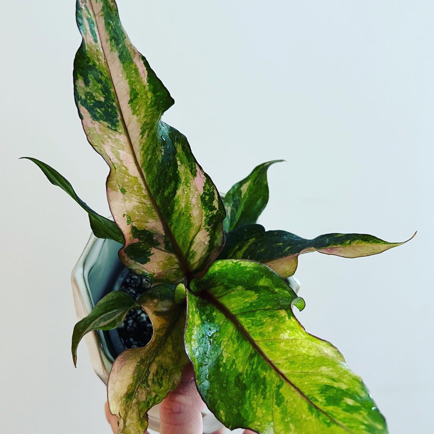 Photo of the plant species Anthurium Black Dragon by @itsfabiii named Anthurium Black Dragon Var on Greg, the plant care app