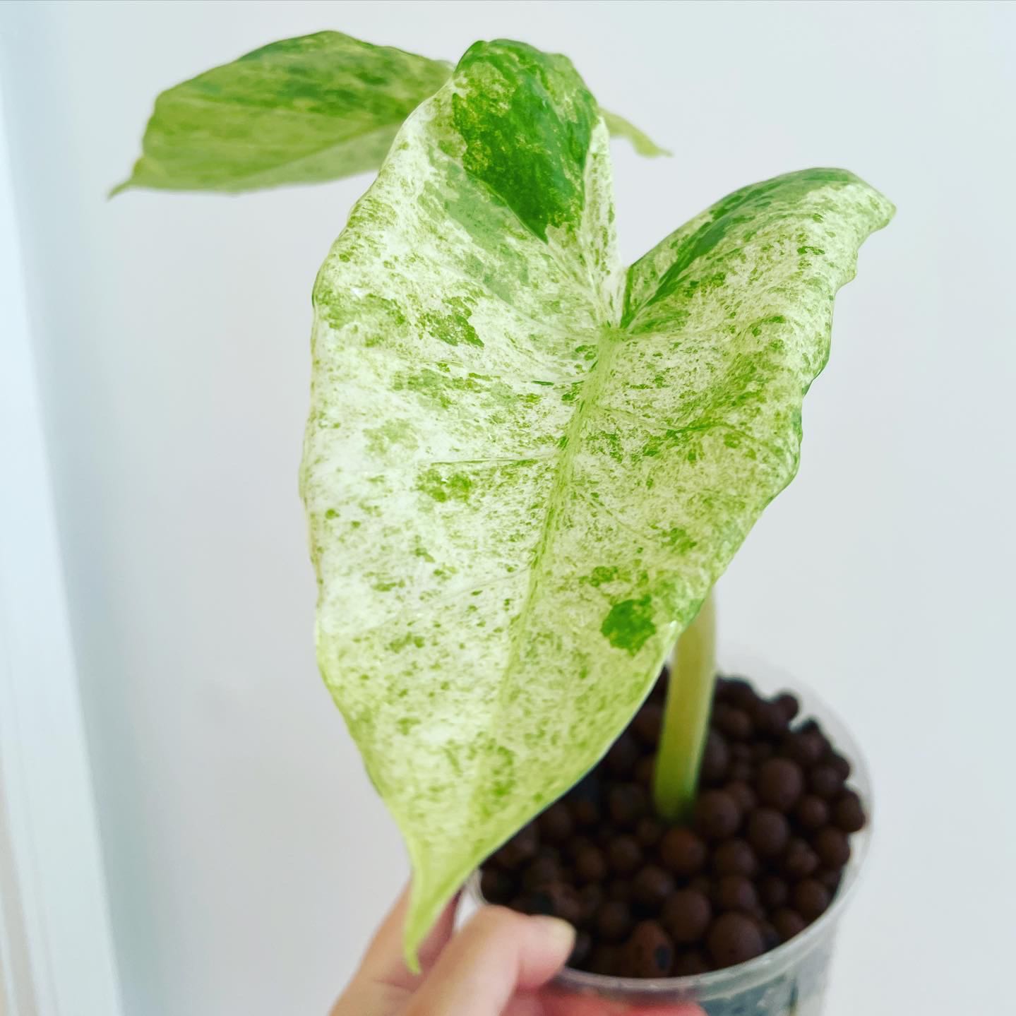Variegated Alocasia plant with two healthy leaves in a container with visible soil.