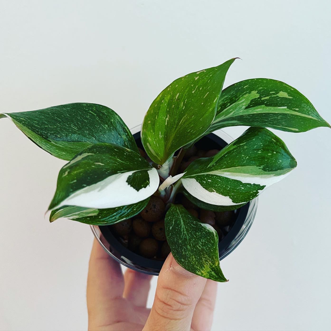 White Knight Philodendron with variegated leaves held by a hand.