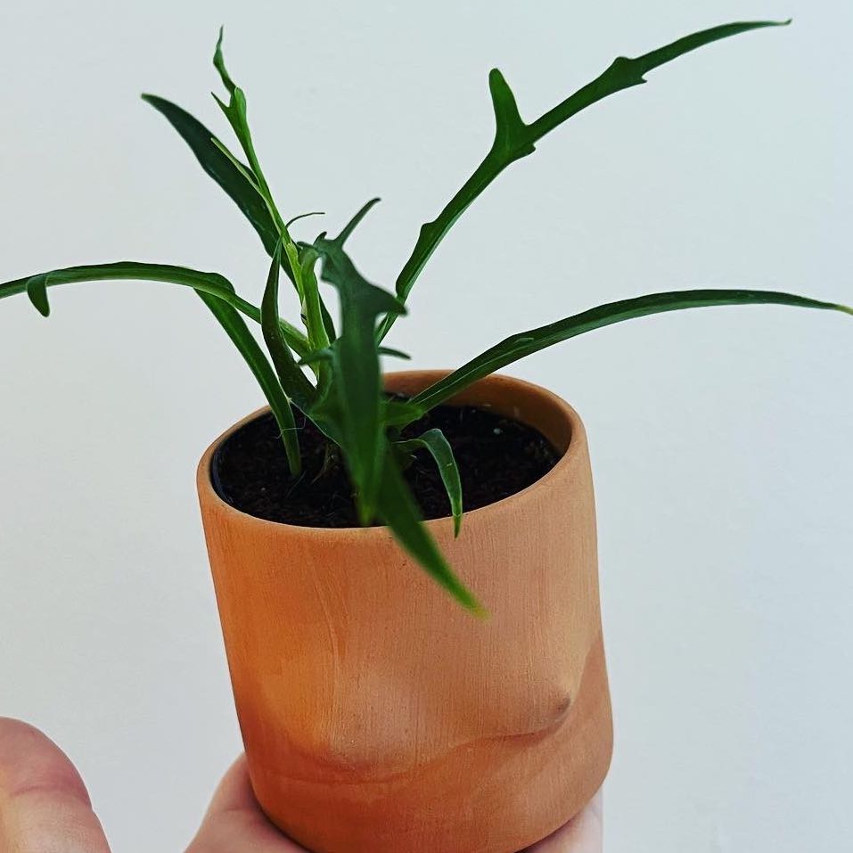 Philodendron tortum plant in a terracotta pot held by a hand.