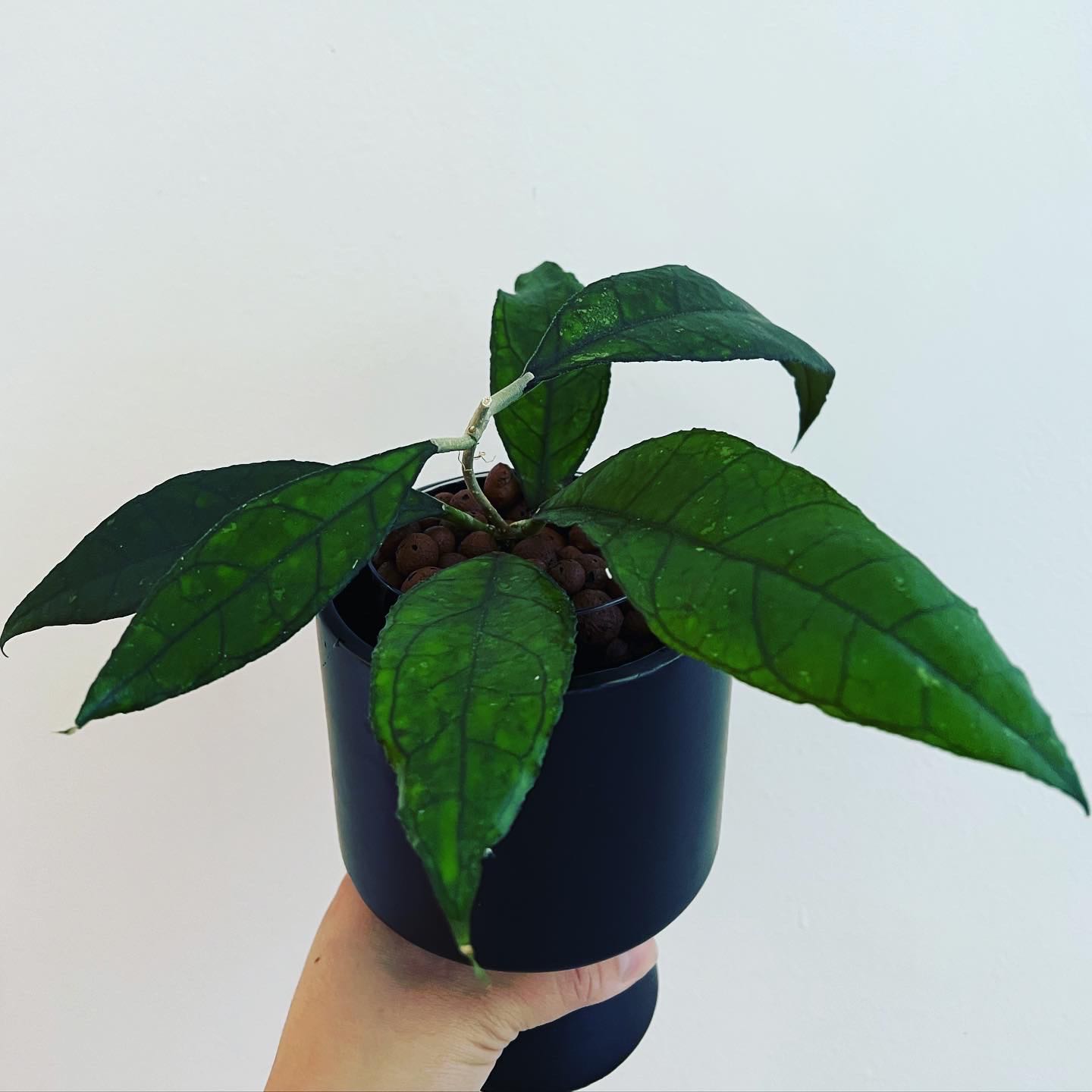 Hoya finlaysonii plant in a pot, held by a hand, with vibrant green leaves.