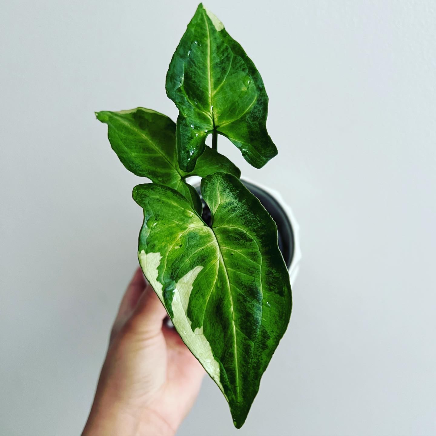 Three Kings Syngonium plant with variegated leaves held by a hand.