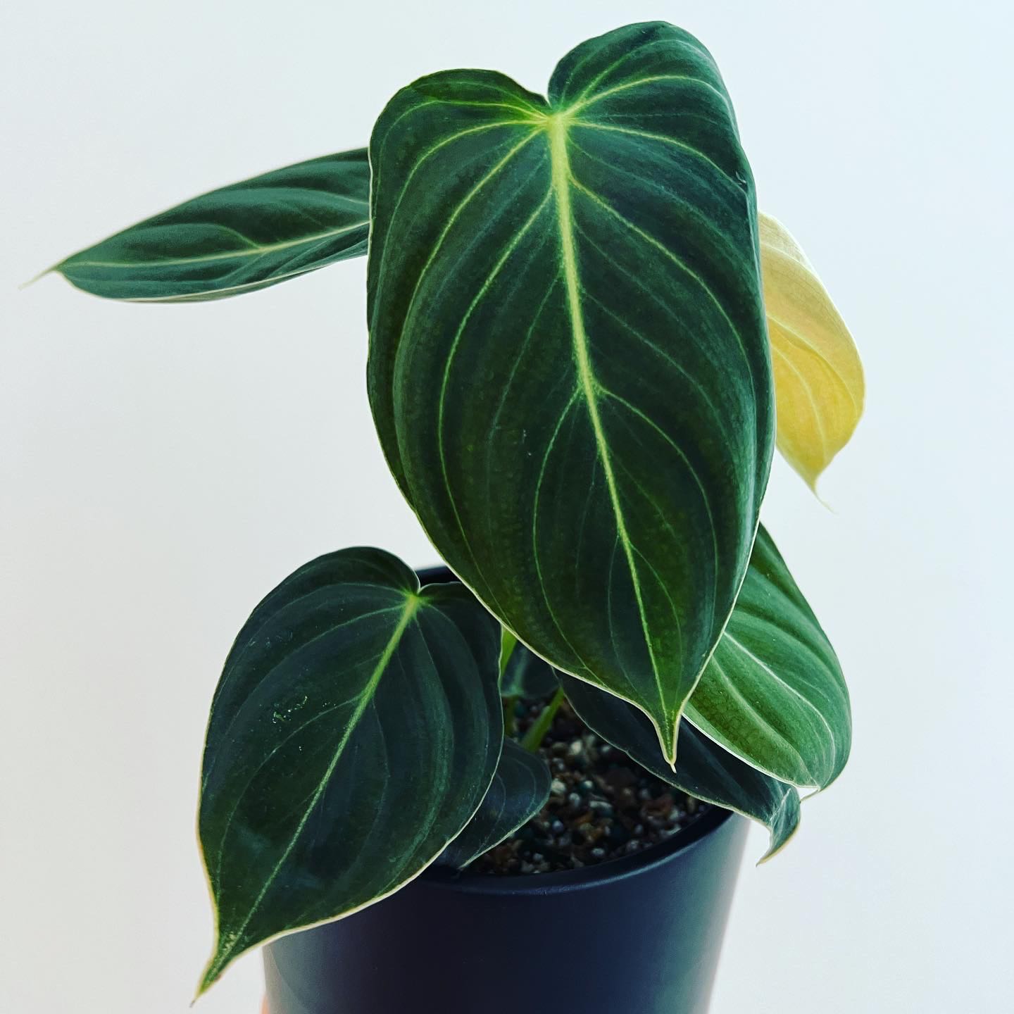 Black Gold Philodendron plant with dark green leaves and visible soil in a pot.