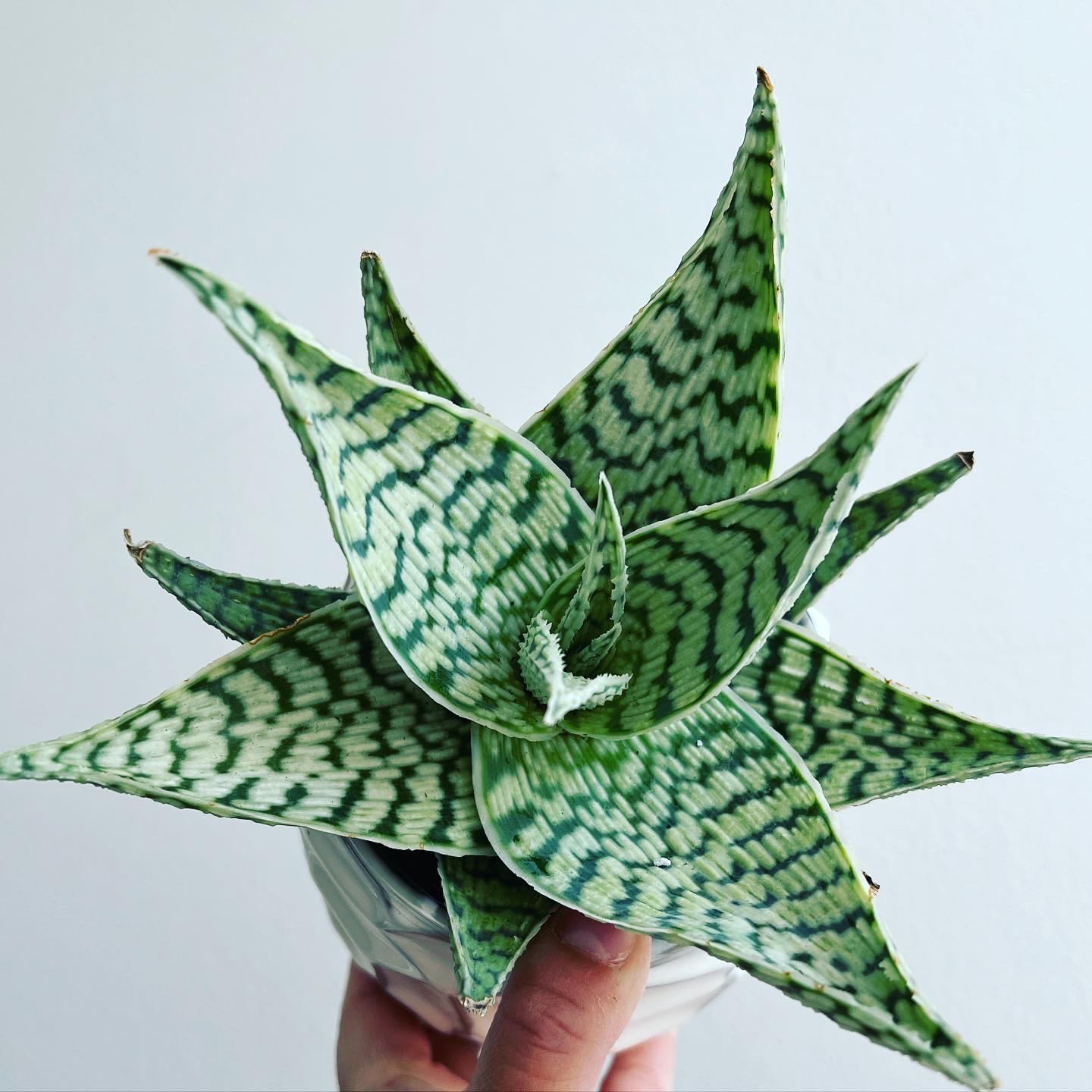 Snowflake Aloe plant with green and white patterned leaves, held by a hand.