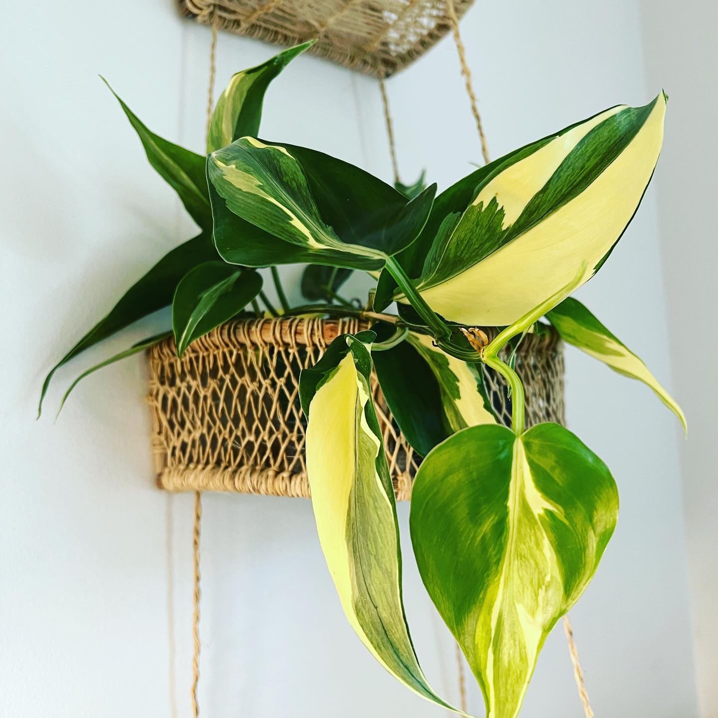 Philodendron 'Rio' plant in a hanging basket with vibrant green and yellow variegated leaves.