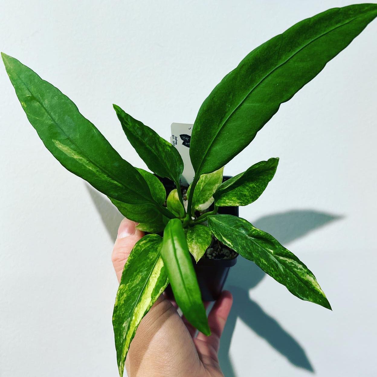 Healthy Anthurium vittariifolium plant with vibrant green leaves held by a hand.