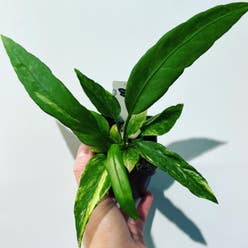 Anthurium vittariifolium plant