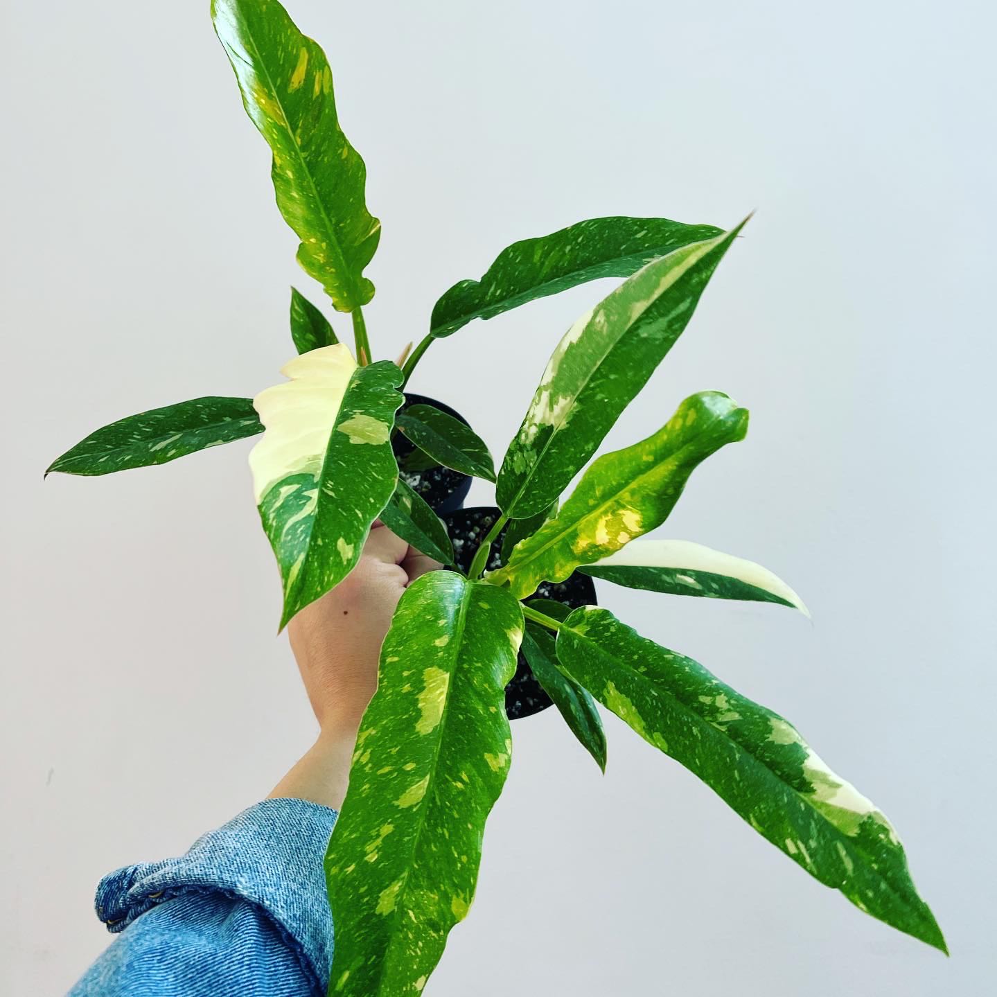 Philodendron 'Ring of Fire' with variegated leaves held by a hand.