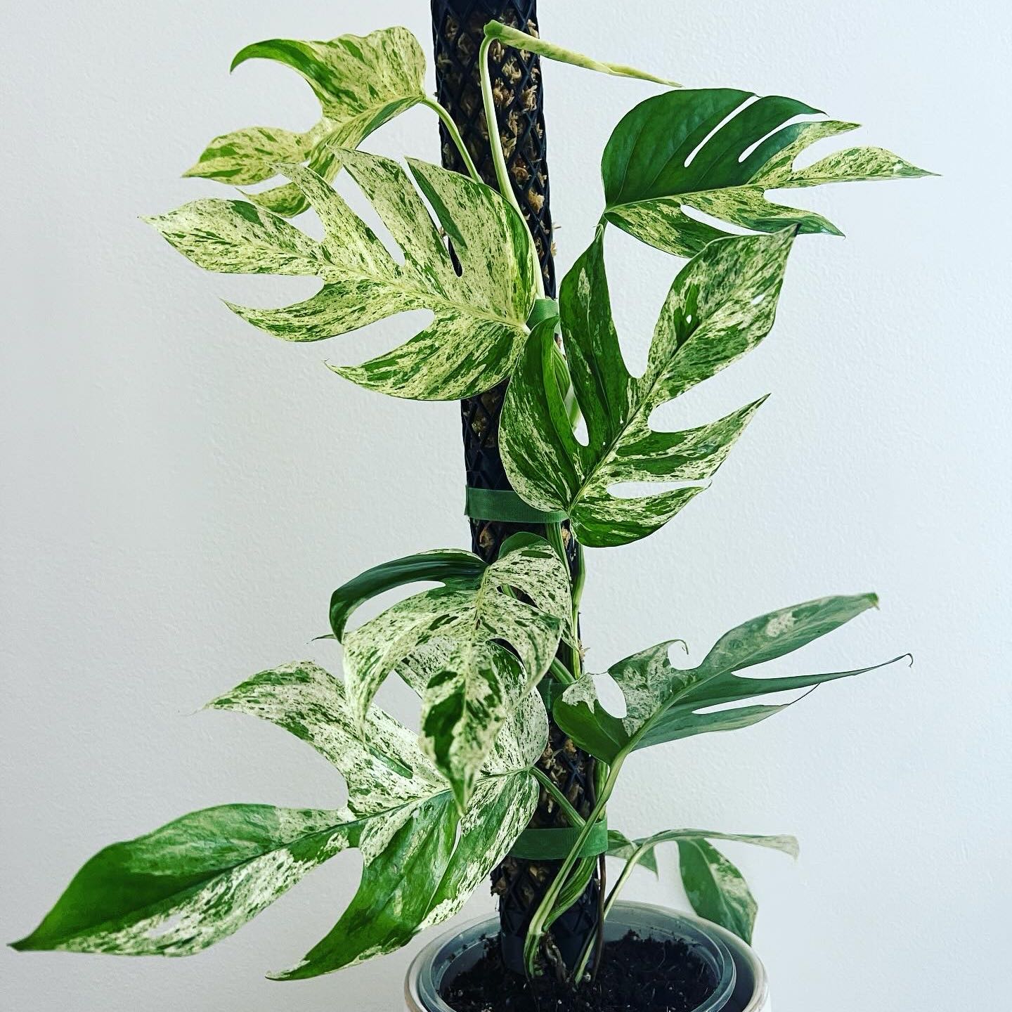 Marble Epipremnum Pinnatum plant with variegated leaves in a pot.