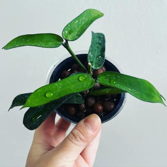 Hoya pandurata plant in Charlotte, North Carolina