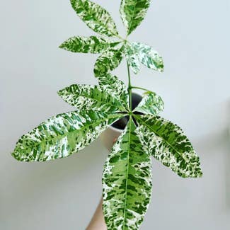 Money Tree plant in Charlotte, North Carolina