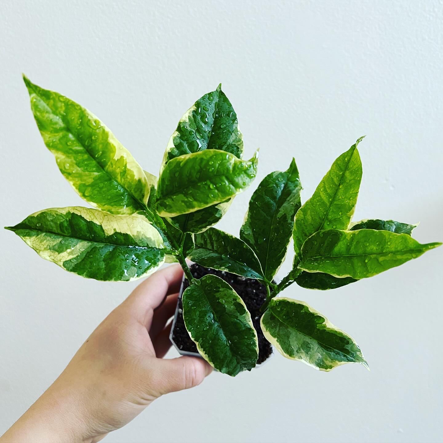 Photo of the plant species Variegated Hoya 'multiflora' by @itsfabiii named Hoya Multiflora ‘Shooting Star’ Var on Greg, the plant care app
