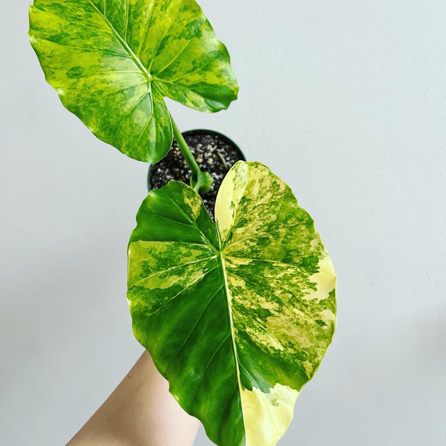 Photo of the plant species Alocasia gageana 'Aurea' by @itsfabiii named Alocasia Gageana Aurea on Greg, the plant care app
