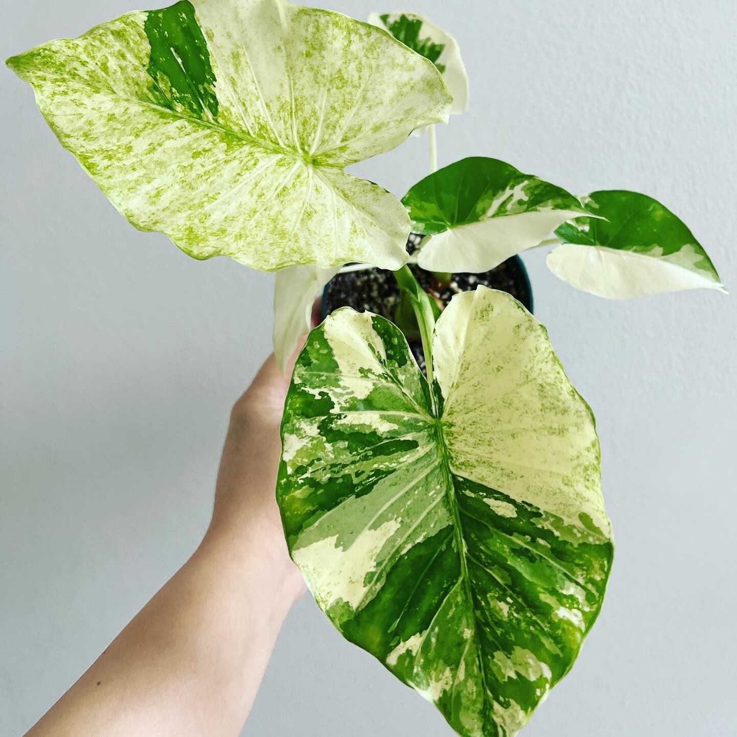Alocasia California Plant