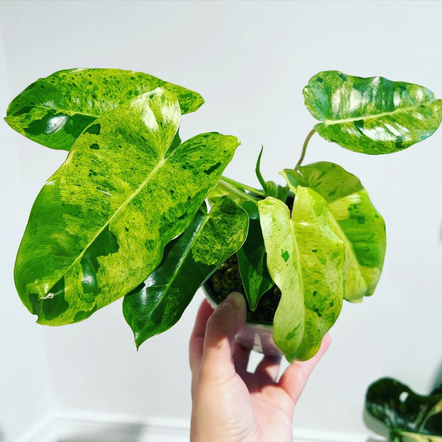 Burle Marx Variegata plant with variegated leaves held by a hand.