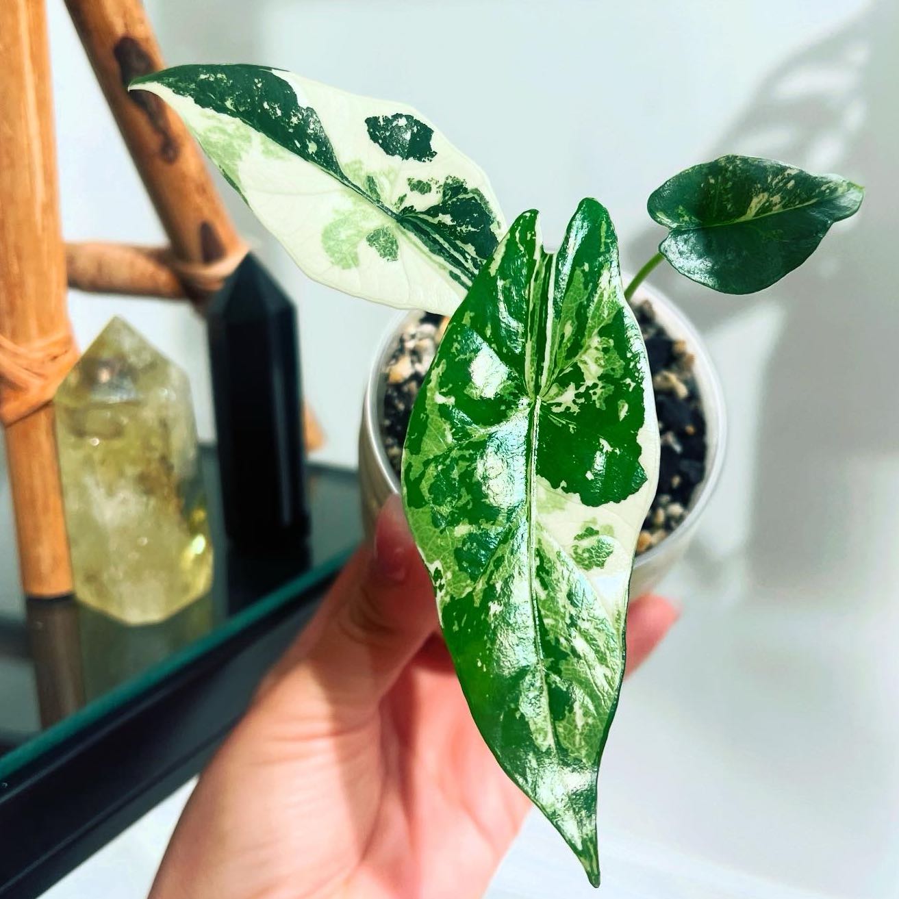 Photo of the plant species Alocasia Simpo Albo by @itsfabiii named Alocasia Simpo Albo on Greg, the plant care app
