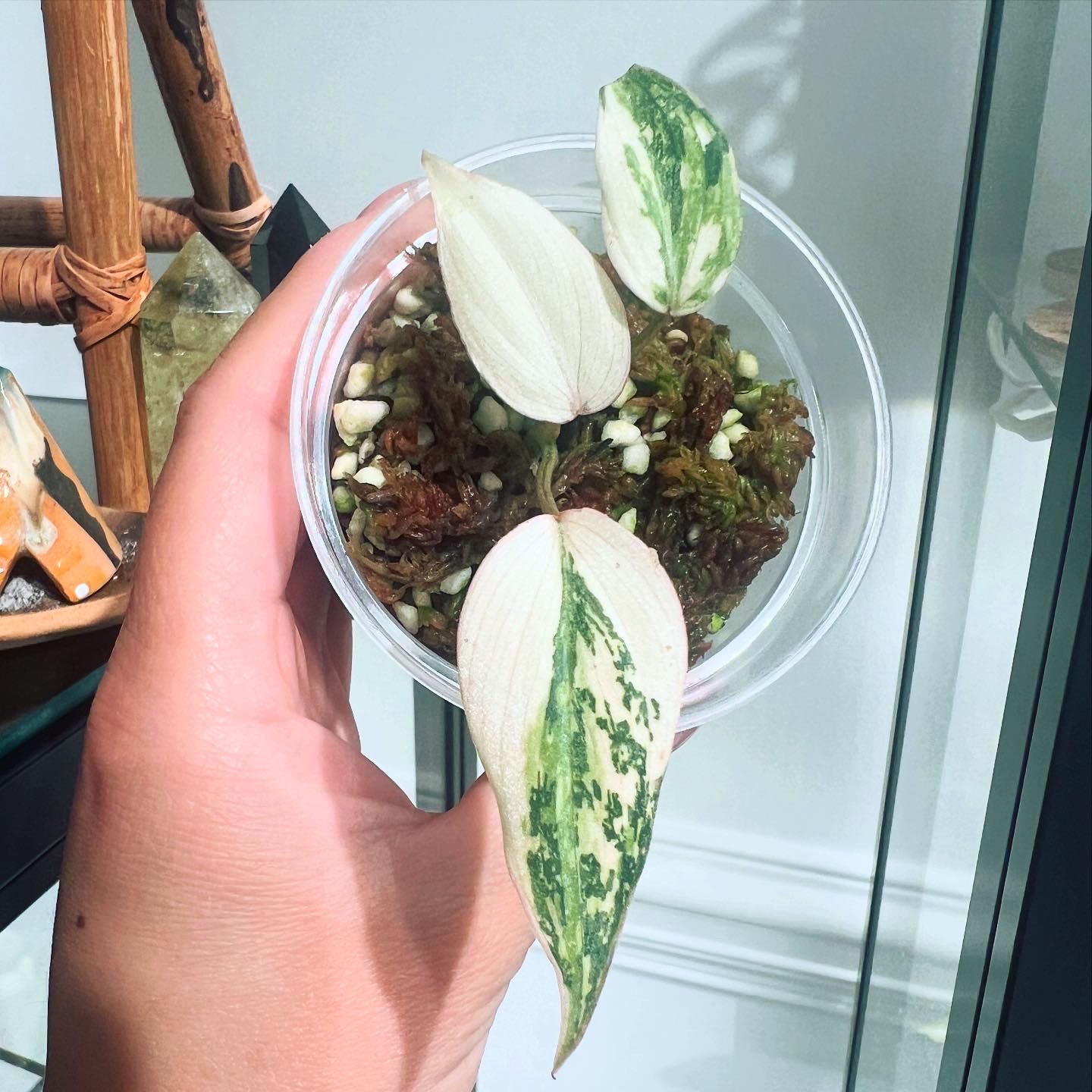 Photo of the plant species Variegated Philodendron gloriosum by @itsfabiii named Philo Gloriosum T2 on Greg, the plant care app