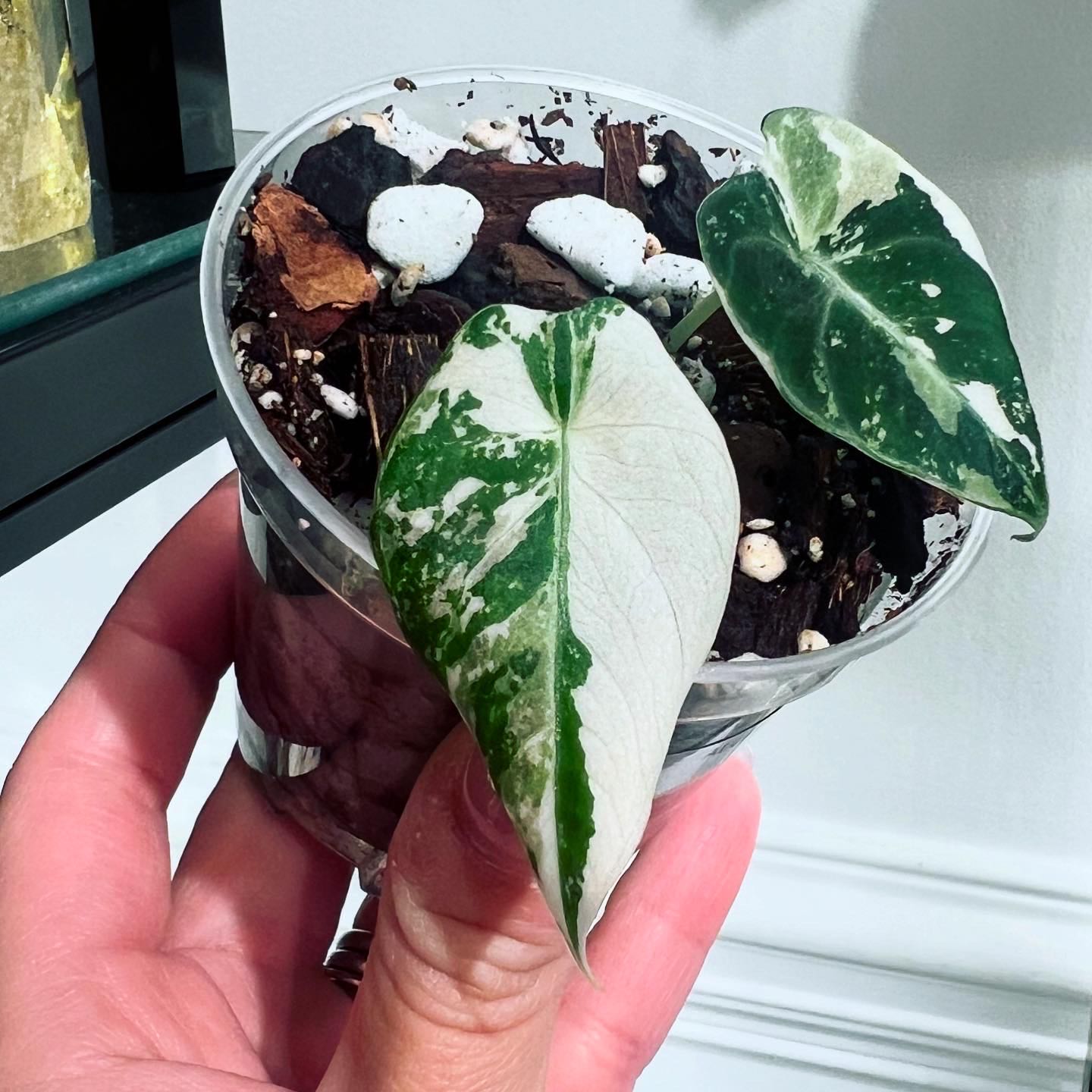 Photo of the plant species Alocasia Black Velvet Pink Variegated by @itsfabiii named Alocasia Black Velvet Pink on Greg, the plant care app