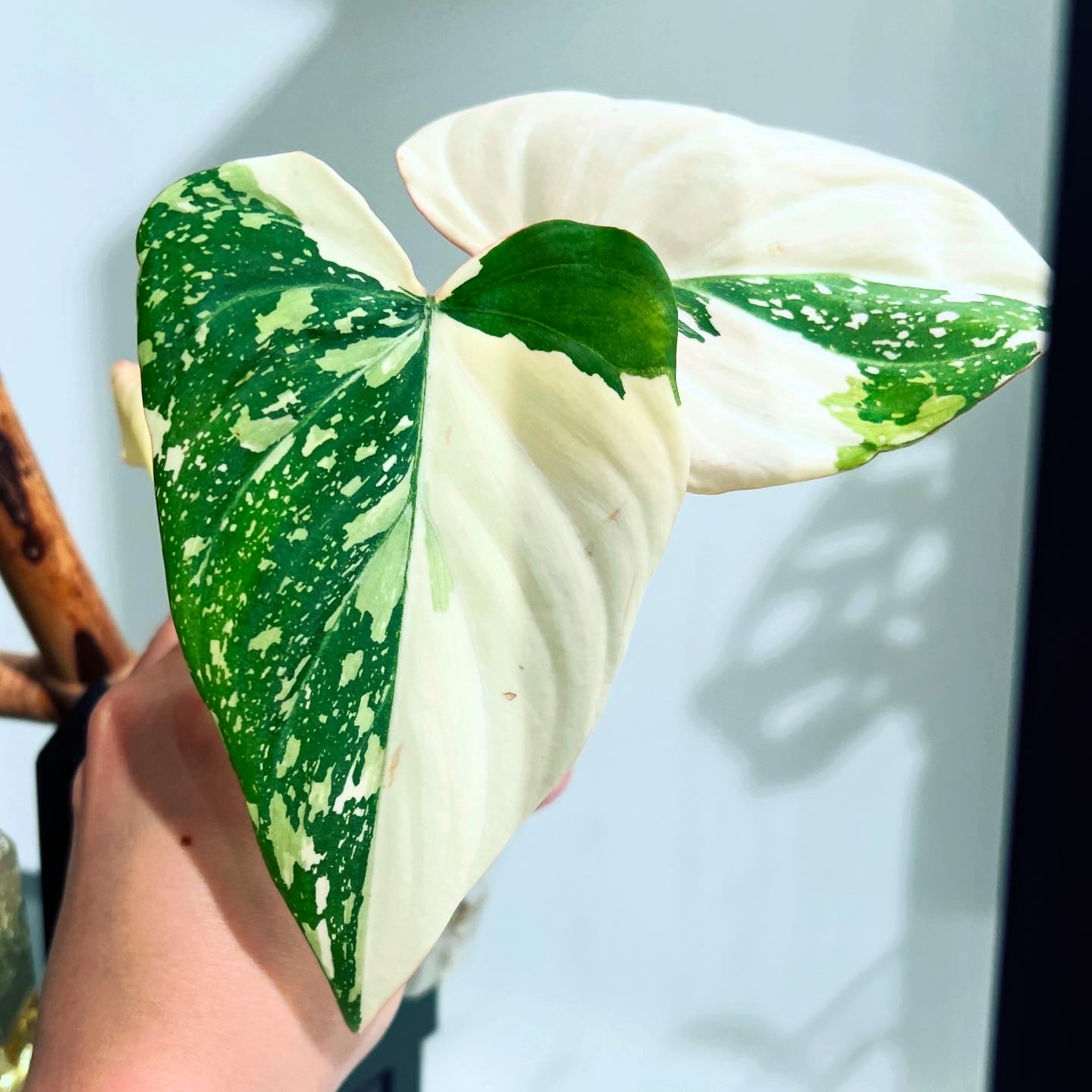 Photo of the plant species Variegated Philodendron gloriosum by @itsfabiii named Philodendron Gloriosum Var T2 on Greg, the plant care app
