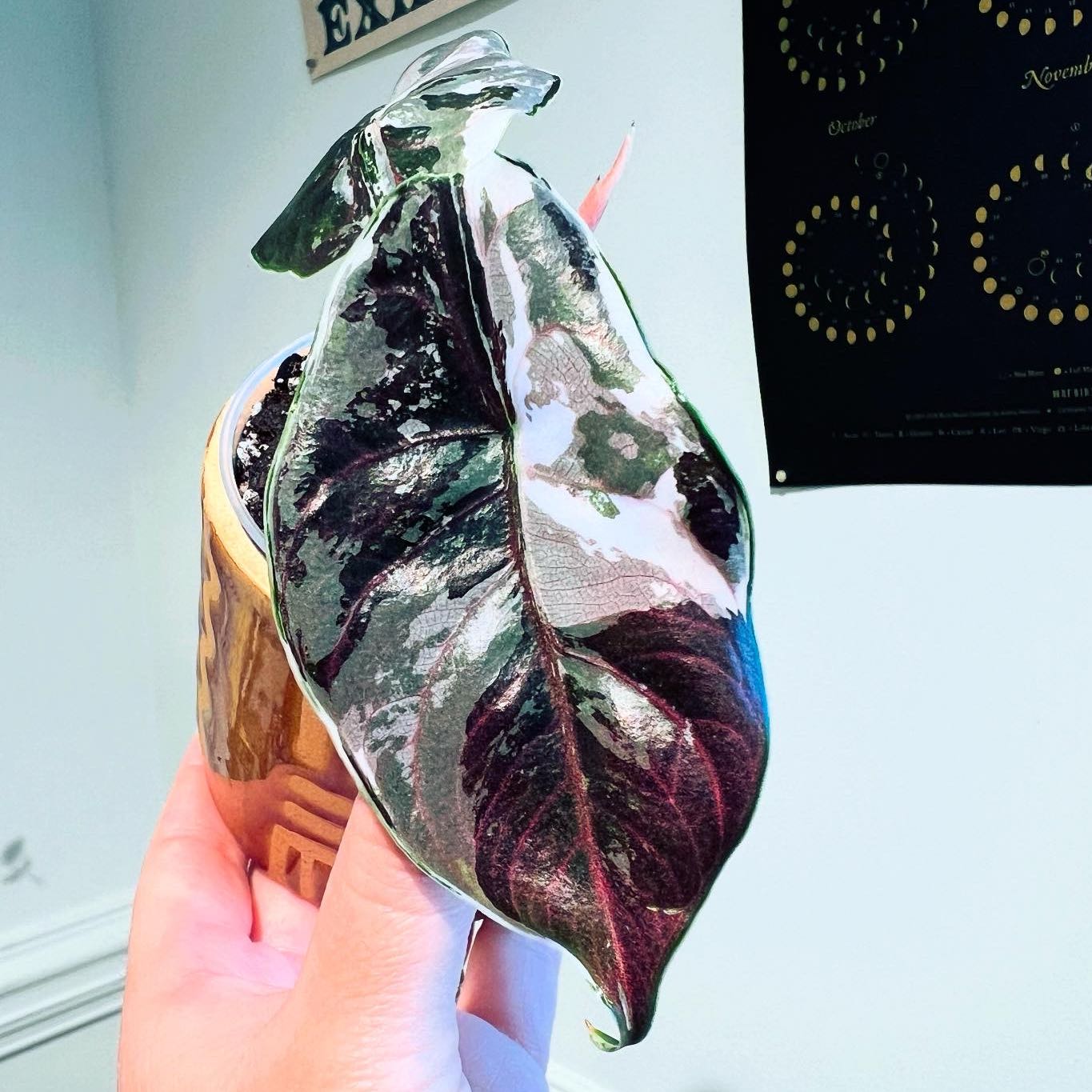 Photo of the plant species Alocasia Azlanii Variegated by @itsfabiii named Alocasia Azlanii Var on Greg, the plant care app
