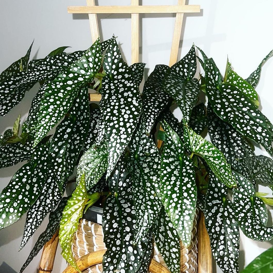 Photo of the plant species Polka dot begonia by @itsfabiii named Begonia ‘White Ice’ on Greg, the plant care app