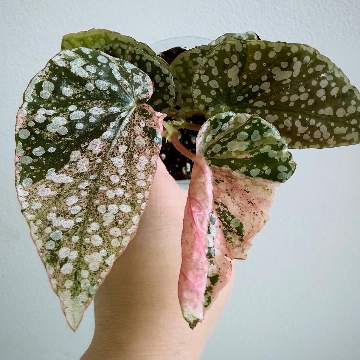 Photo of the plant species Snowcapped Begonia by @itsfabiii named Begonia Snowcapped Var on Greg, the plant care app